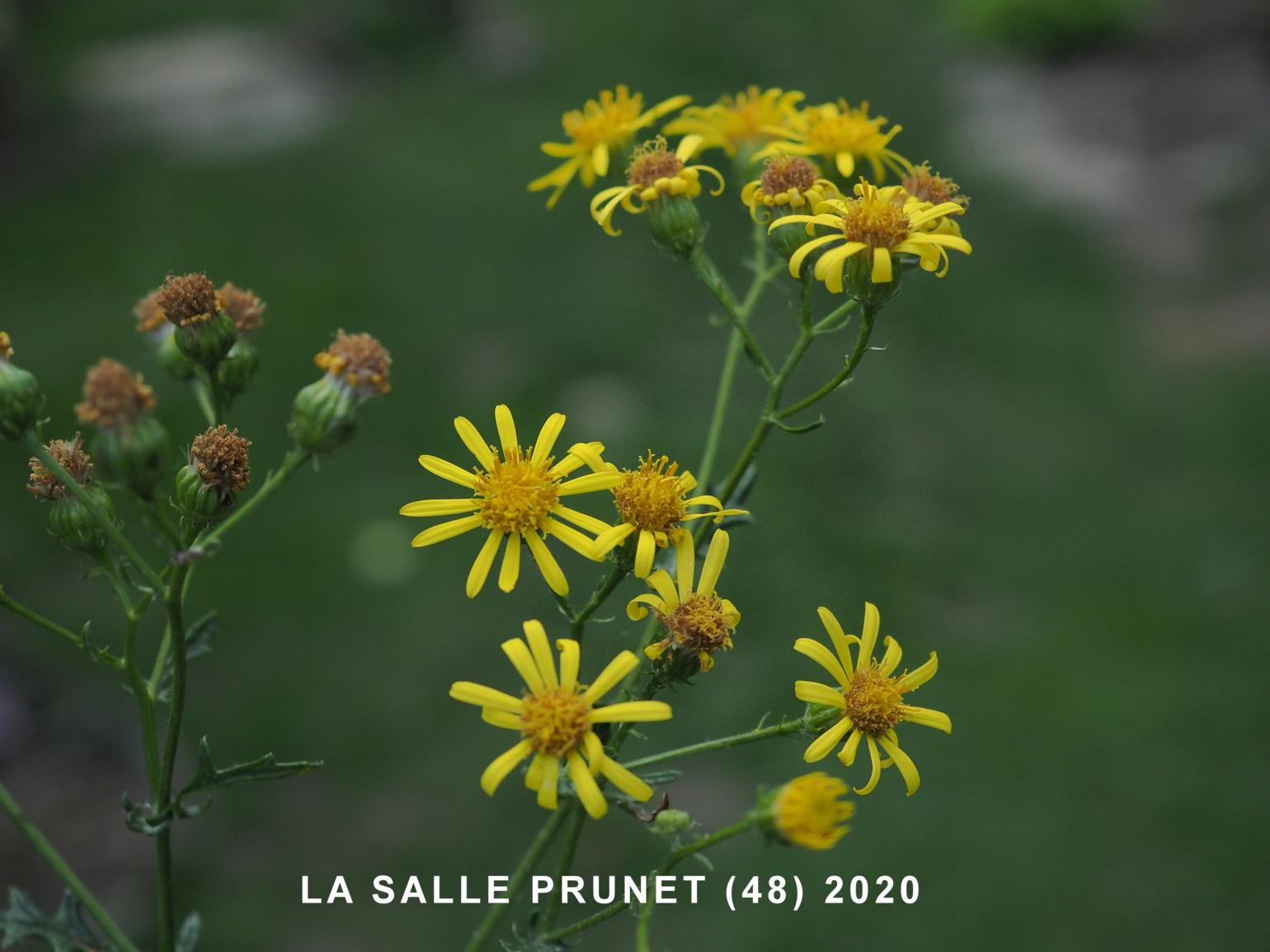 Ragwort, Hoary